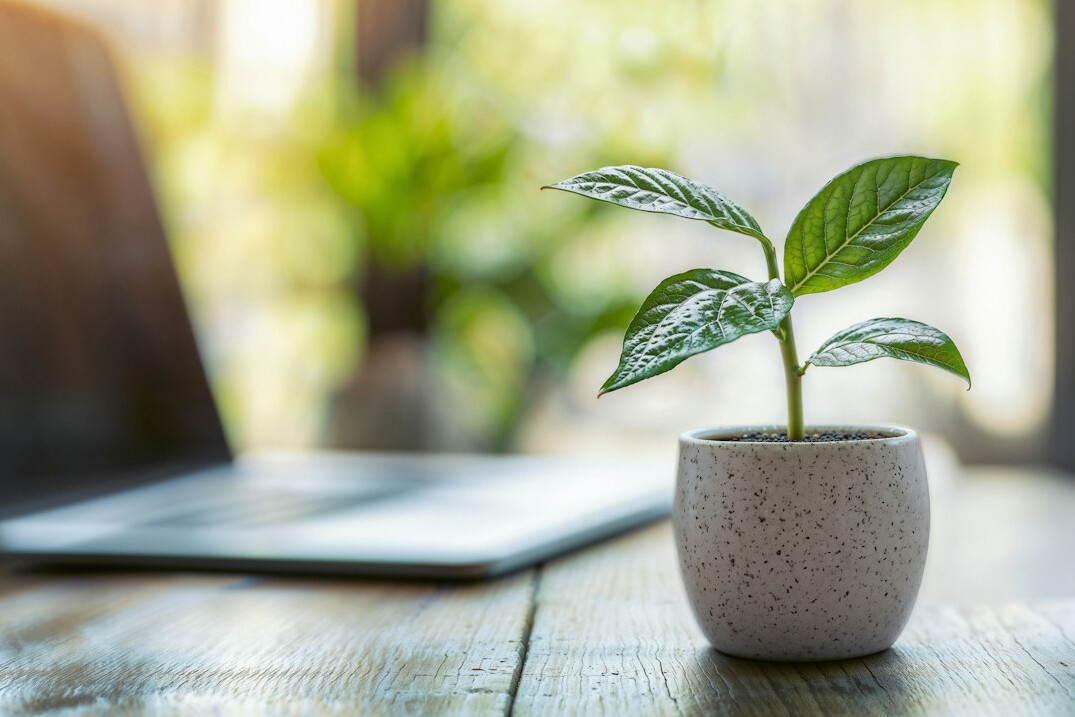 Laptop with code on a bright desk with a plant